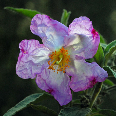 Cistyus symphytifolius close