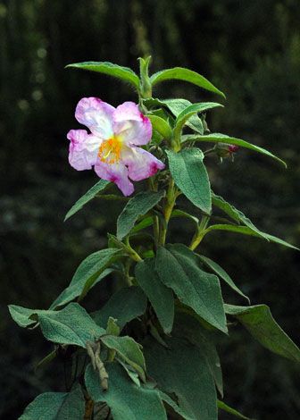 Cistyus symphytifolius whole