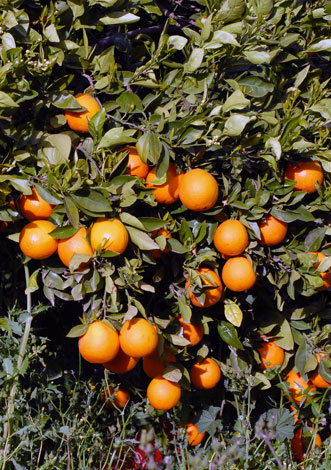 Citrus sinensis fruit