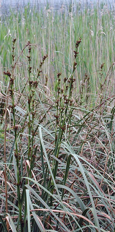 Cladium mariscus whole