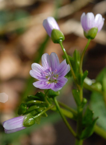 Claytonia sibirica close