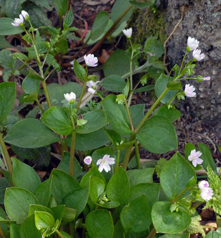 Claytonia sibirica group