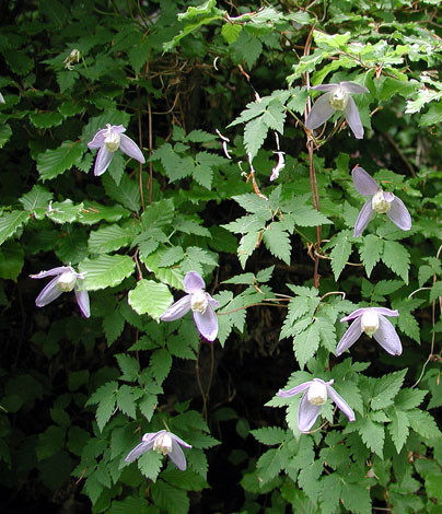 Clematis alpina whole