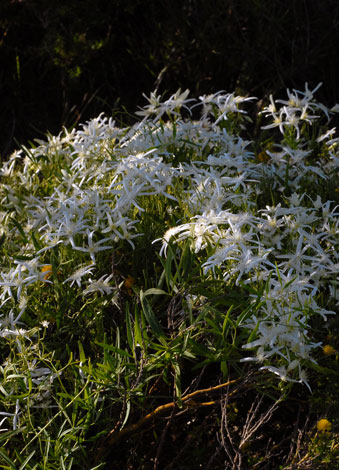Clematis linearifolia whole