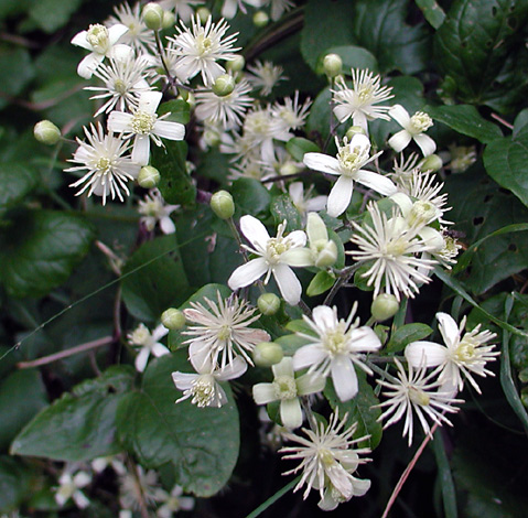 Clematis vitalba whole