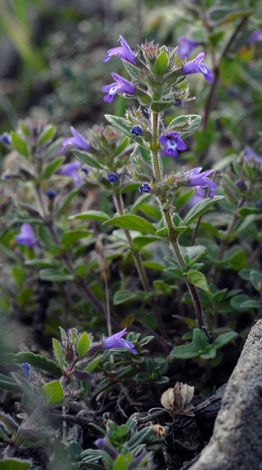 Clinopodium acinos whole