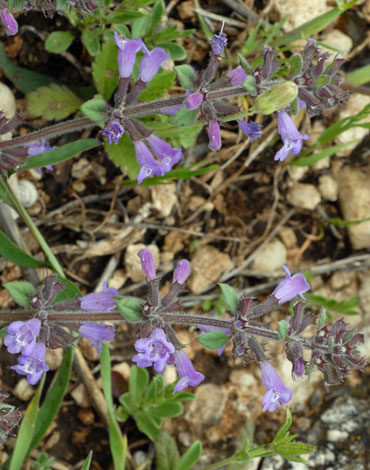 Clinopodium acinos  whole Italy