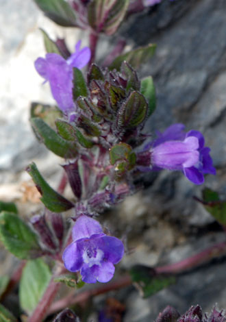 Clinopodium alpinum close