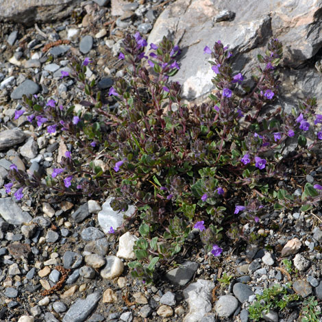 Clinopodium alpinum whole