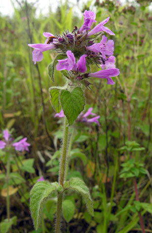 Clinopodium vulgare