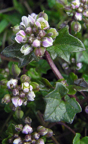 Cochlearia danica leaves