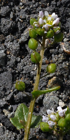 Cochlearia danica fruit