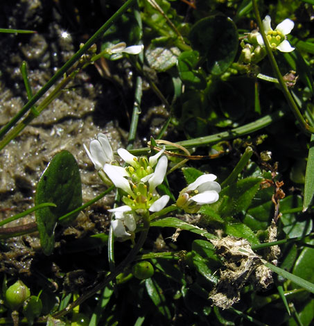 Cochlearia micacea