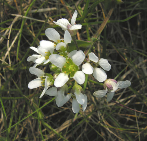 cochlearia officinalis close