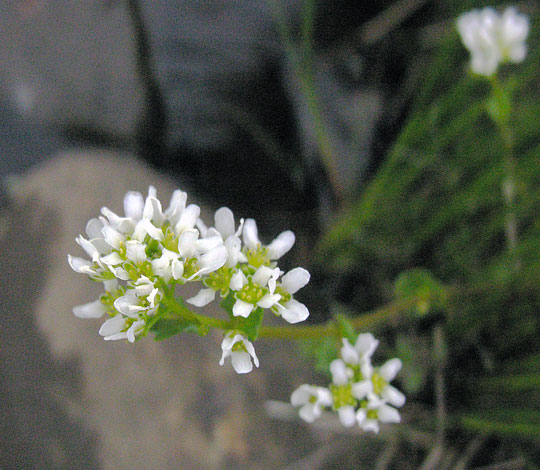 Coclearia pyrenaica