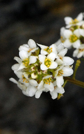 Cochlearia pyrenaica close