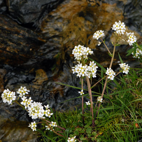 Cochlearia pyrenaica whole