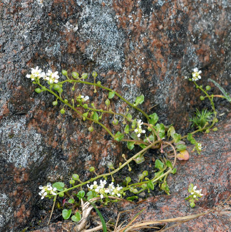 Cochlearia pyrenaica ssp alpina whole