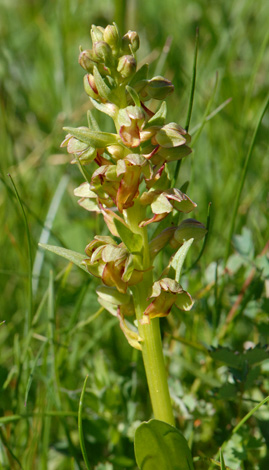 Coeloglossum viride whole