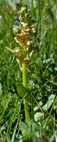 Coeloglossum viride whole