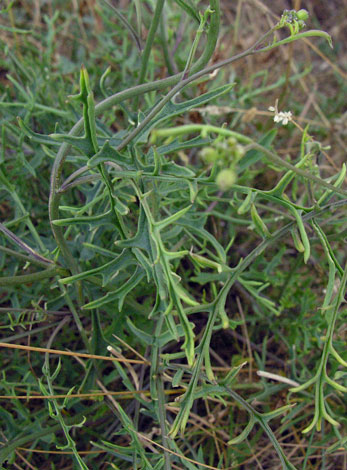 Coincya monensis ssp monensis lvs