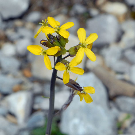 Coincya cheiranthos close