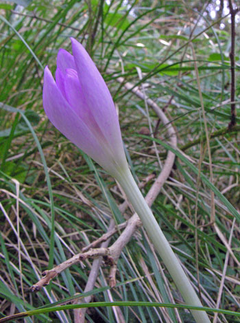 Colchicum autumnale bud