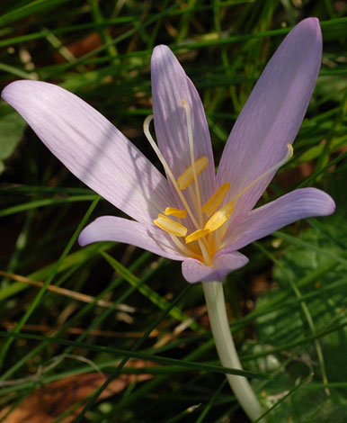 Colchicum autumnale close
