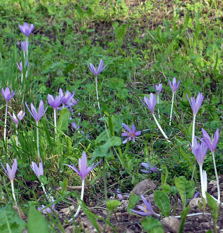 Colchicum autumnale whole