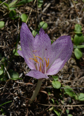 Colchicum bivonae close