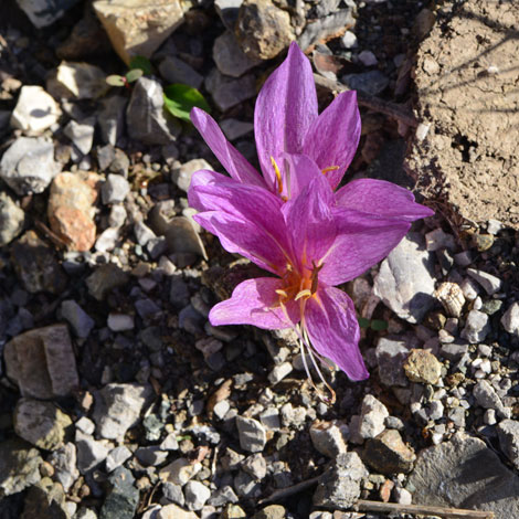 Colchicum bivonae whole