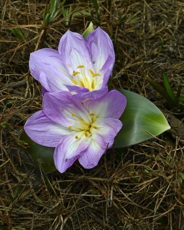 Colchicum kurdicum close