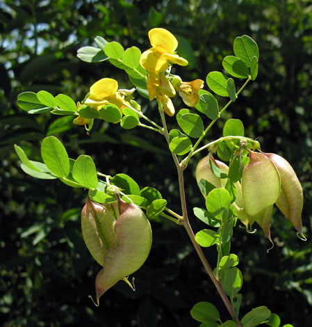 Colutea arborescens