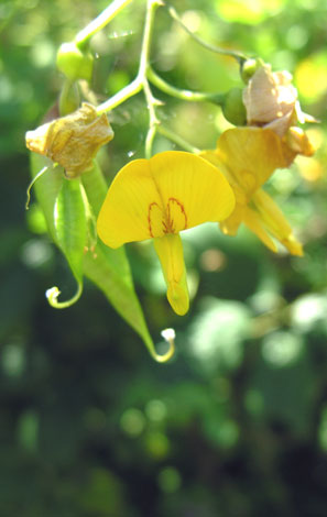 Colutea arborescens flower