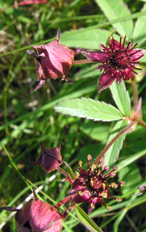 Comarum palustre close