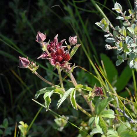 Comarum palustre whole