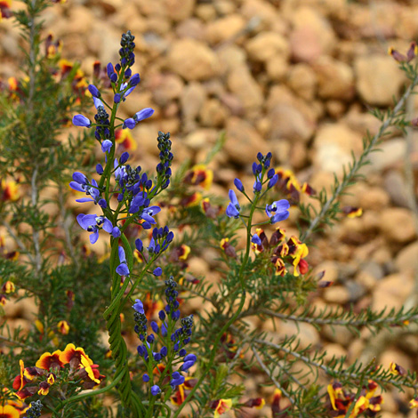 Comesperma ciliatum whole