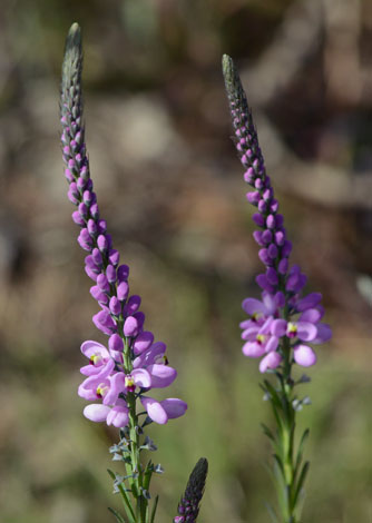 Comepserma confertum close