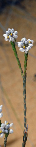 Comesperma drummondii stem