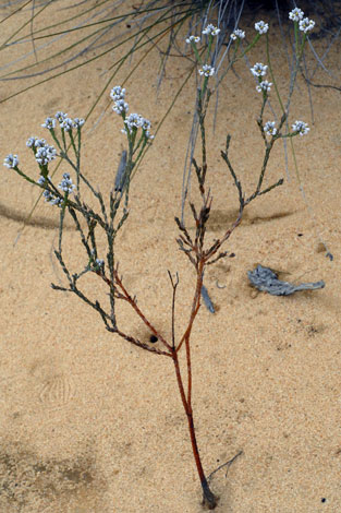 Comesperma drummondii whole