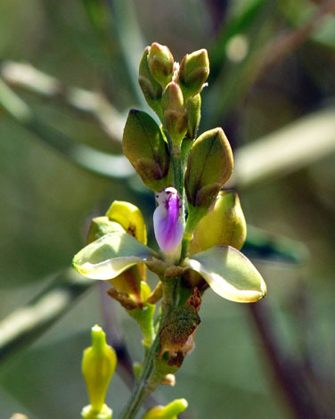 Comesperma integrrimum whole