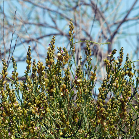 Comesperma integrrimum whole