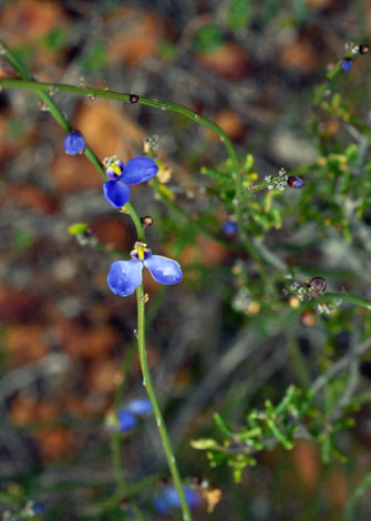 Comesperma scoparium whole