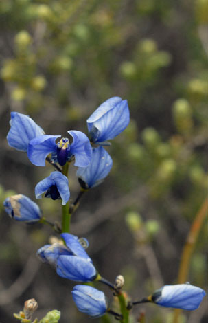 Comesperma volubile flower