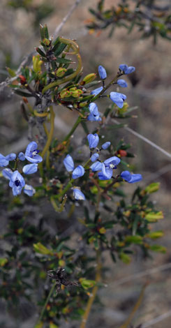 Comesperma volubile whole