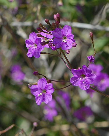 Commicarpis australis close