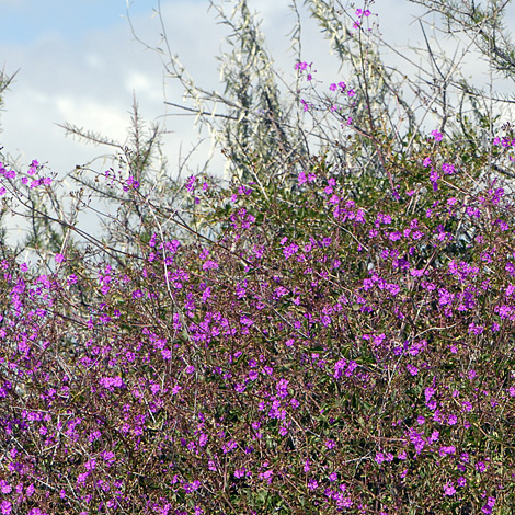 Commicarpis australis whole