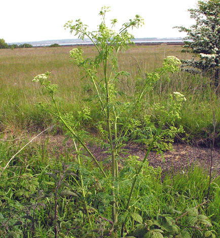 Conium maculatum 