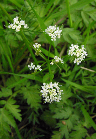 Conopodium majus flower
