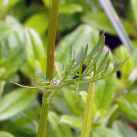 Conopodium pyrenaicum leaf
